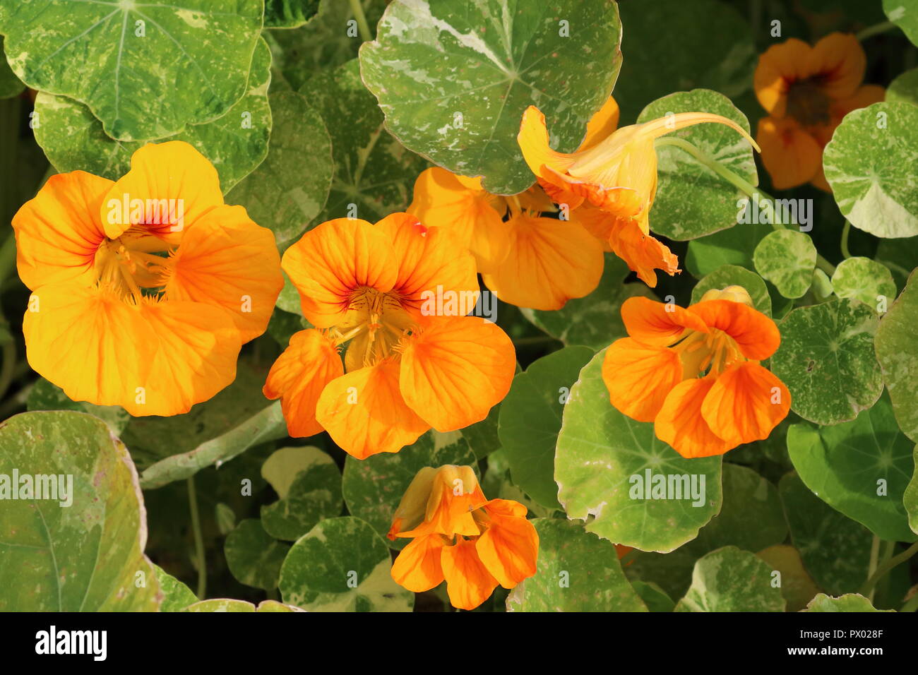 Ladybird Nasturtium fiore (Tropaeolum minus), Hardy piante annuali, giallo arancio fiori con contrassegni di colore rosso. Nasturtiums il fiori commestibili Ottobre Foto Stock