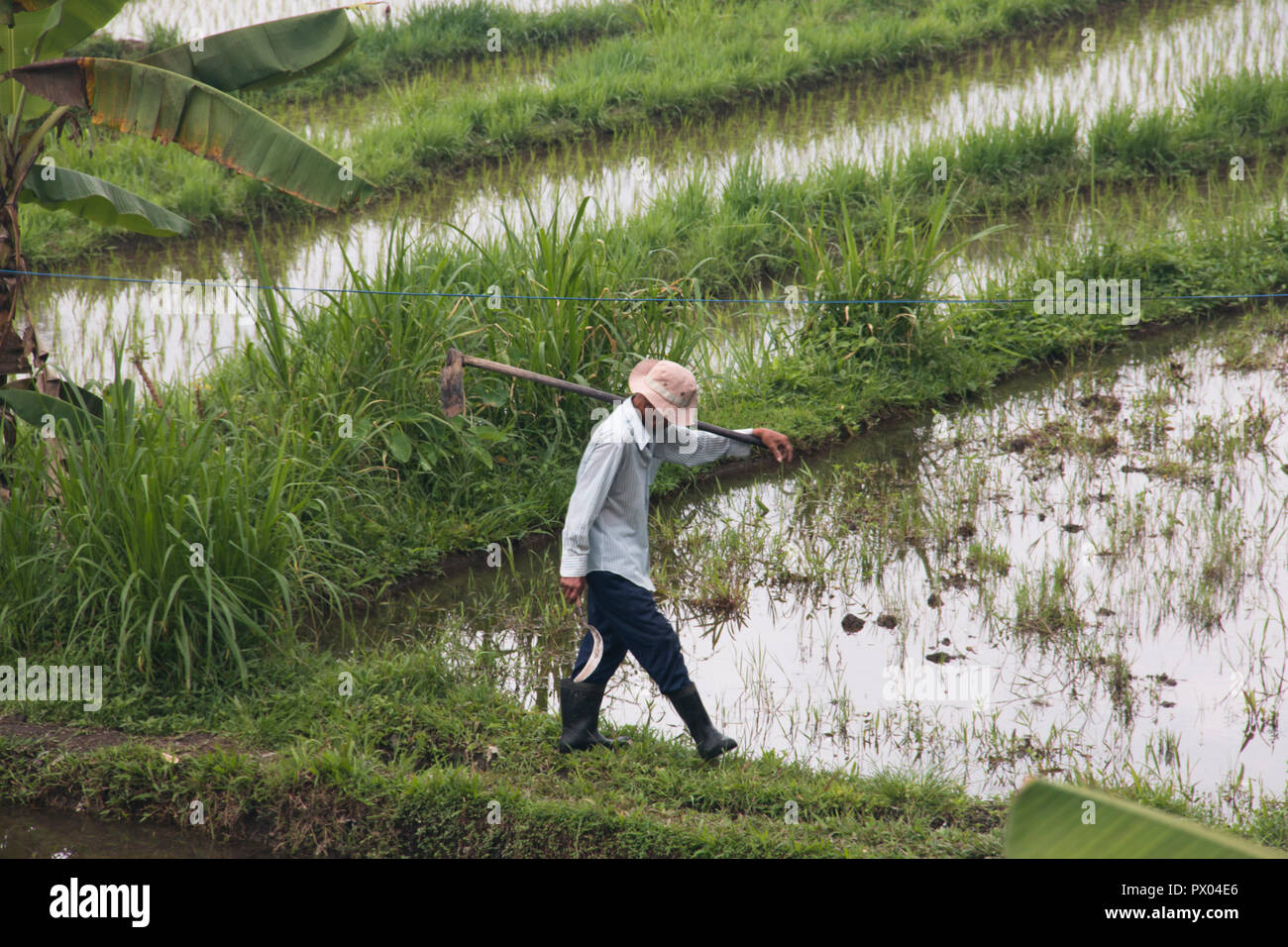 SIDEMEN, BALI - Gennaio 2018: agricoltore lavora su campi di riso Sidemen vicino a Bali il più turistica isola di Indonesia Foto Stock