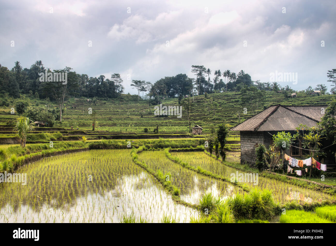 Vista sui campi di riso vicino Sidemen a Bali il più turistica isola di Indonesia Foto Stock