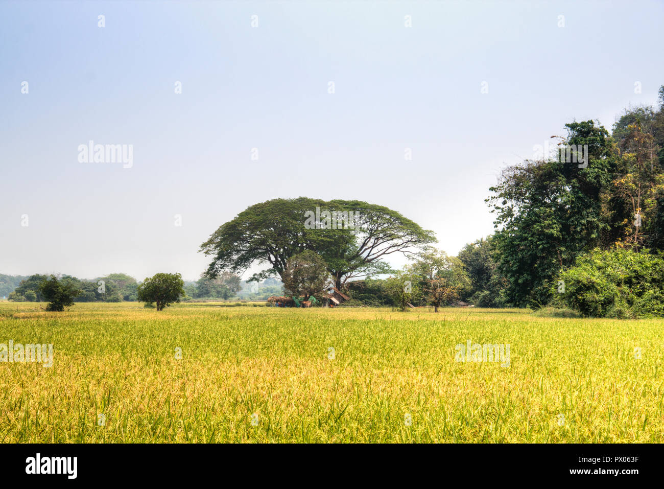 Paesaggio verde con campi in prossimità di Hpa-An in Myanmar Foto Stock