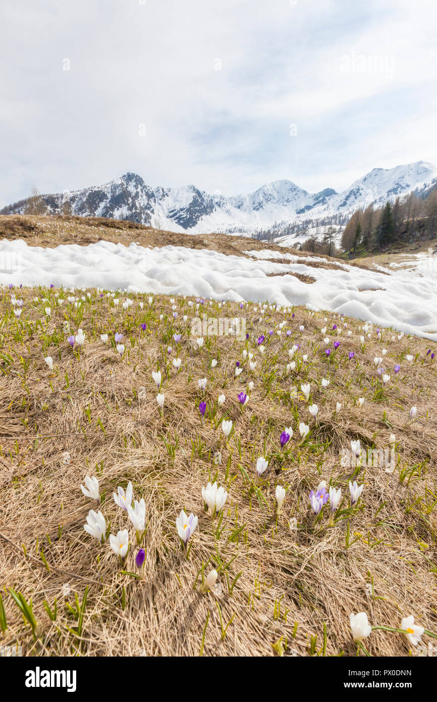 Crocus fiori in primavera fioriscono, Motta di Olano, Valgerola, Valtellina, provincia di Sondrio, Lombardia, Italia Foto Stock