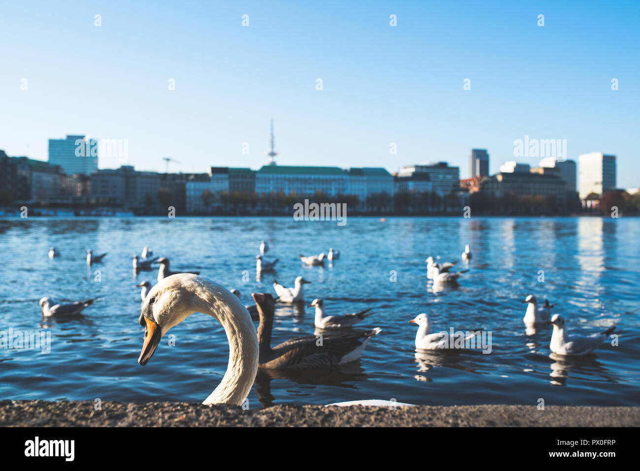 Testa di swan mostra fino alle spalle di quay muro al lago Alster Amburgo, Germania Foto Stock