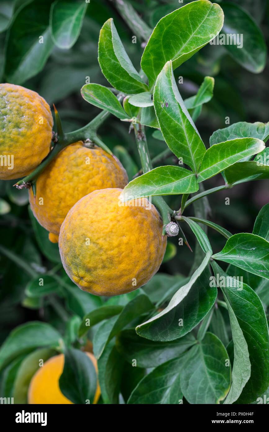 Arancio amaro giapponese immagini e fotografie stock ad alta risoluzione -  Alamy