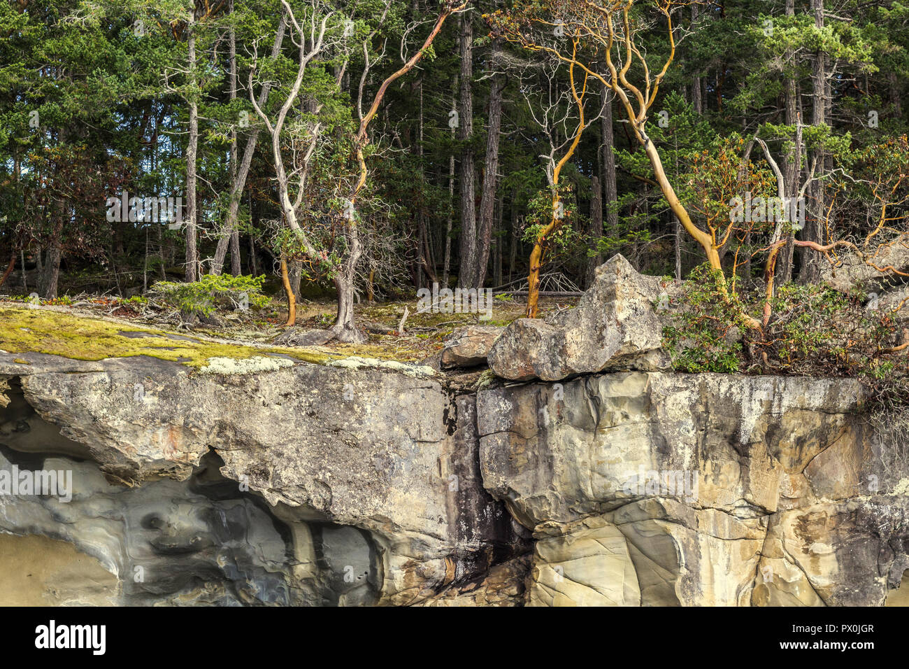 Il corbezzolo (Pacific madrone) alberi e Douglas firs crescere dal suolo sottile vicino al bordo di una scogliera erosa in British Columbia isole del golfo. Foto Stock