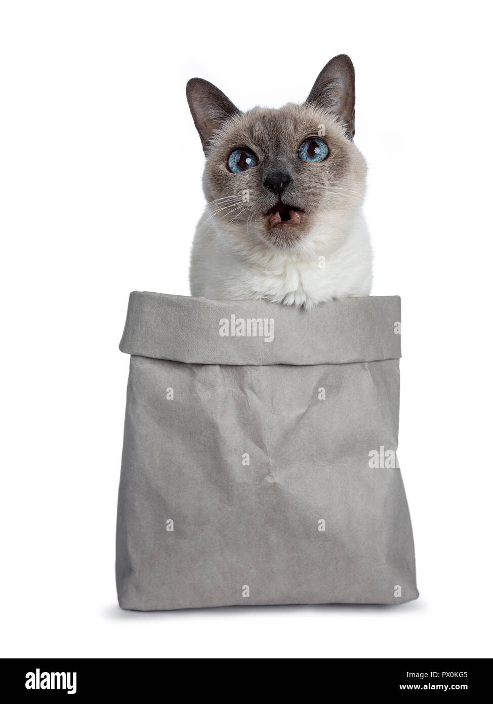 Senior blue point Thai cat seduta in borsa grigia, cercando con saggio blu occhi e bocca priva di denti aperto. Isolato su sfondo bianco. Foto Stock