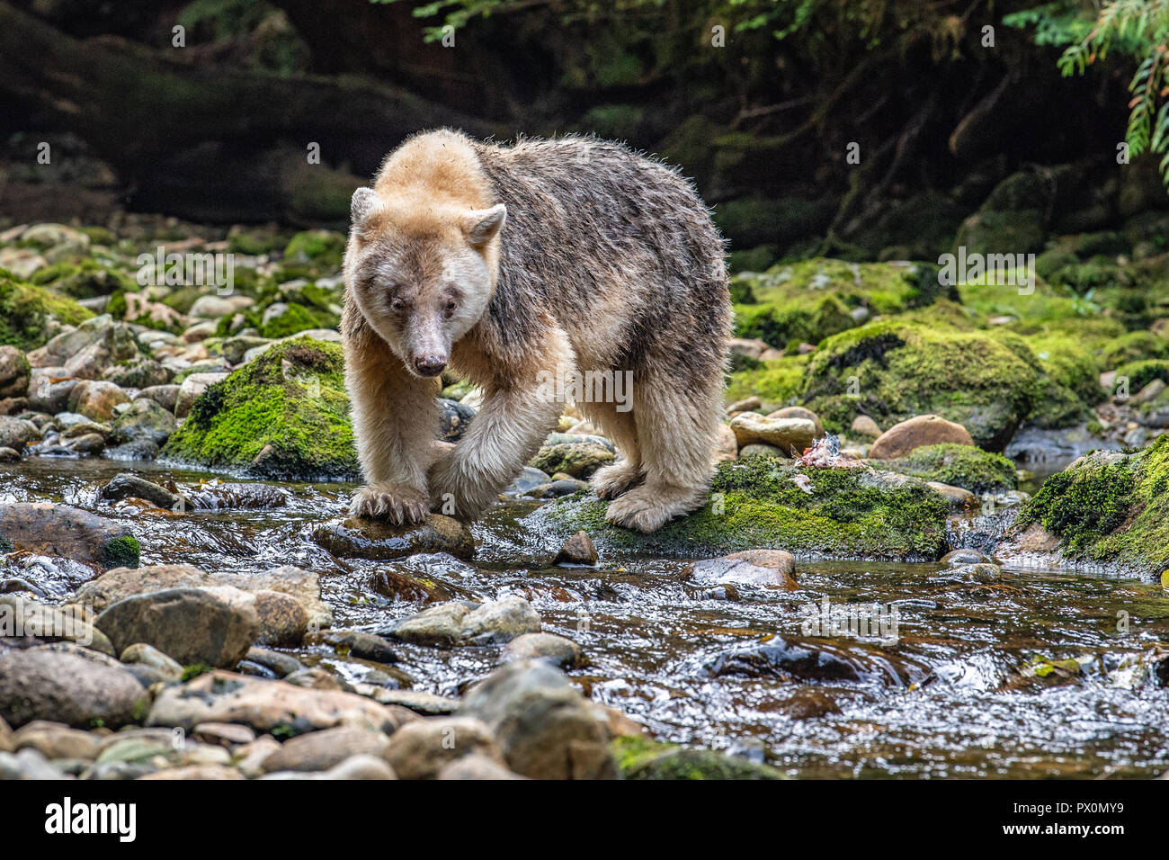 Kermode / Spirito / bianco / Ghost Bear Foto Stock