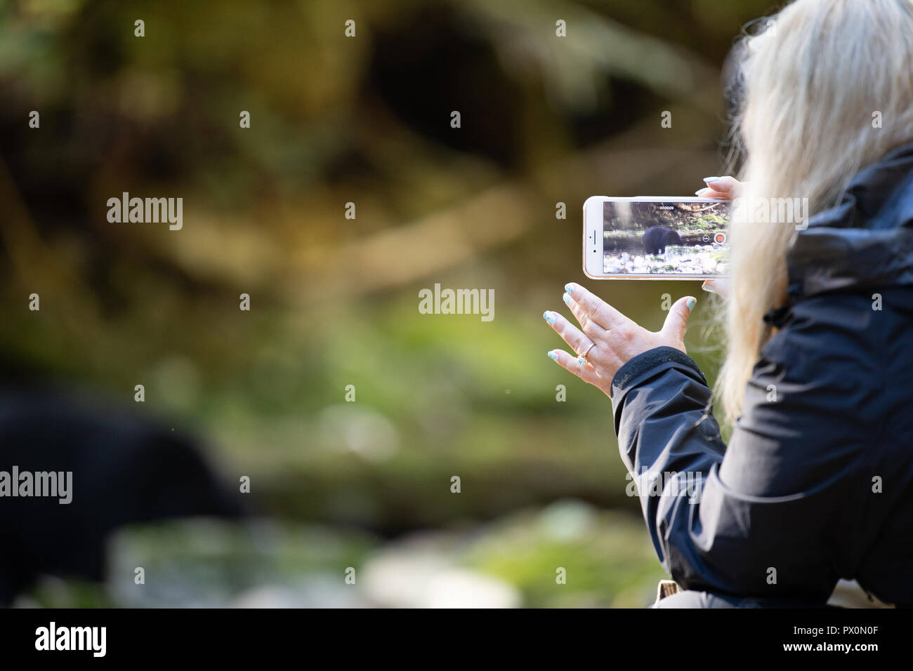 Smart phone acquisizione di Bear Foto Stock