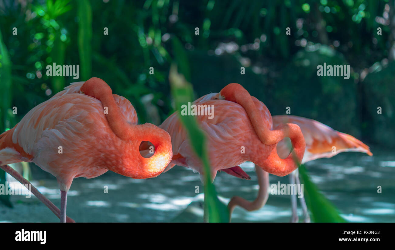 Due fenicotteri schiacciare un pisolino. Questi animali slanciata torcere e ruotare il loro collo e nascondere i loro becchi nella loro piume pin a schiacciare un pisolino Foto Stock