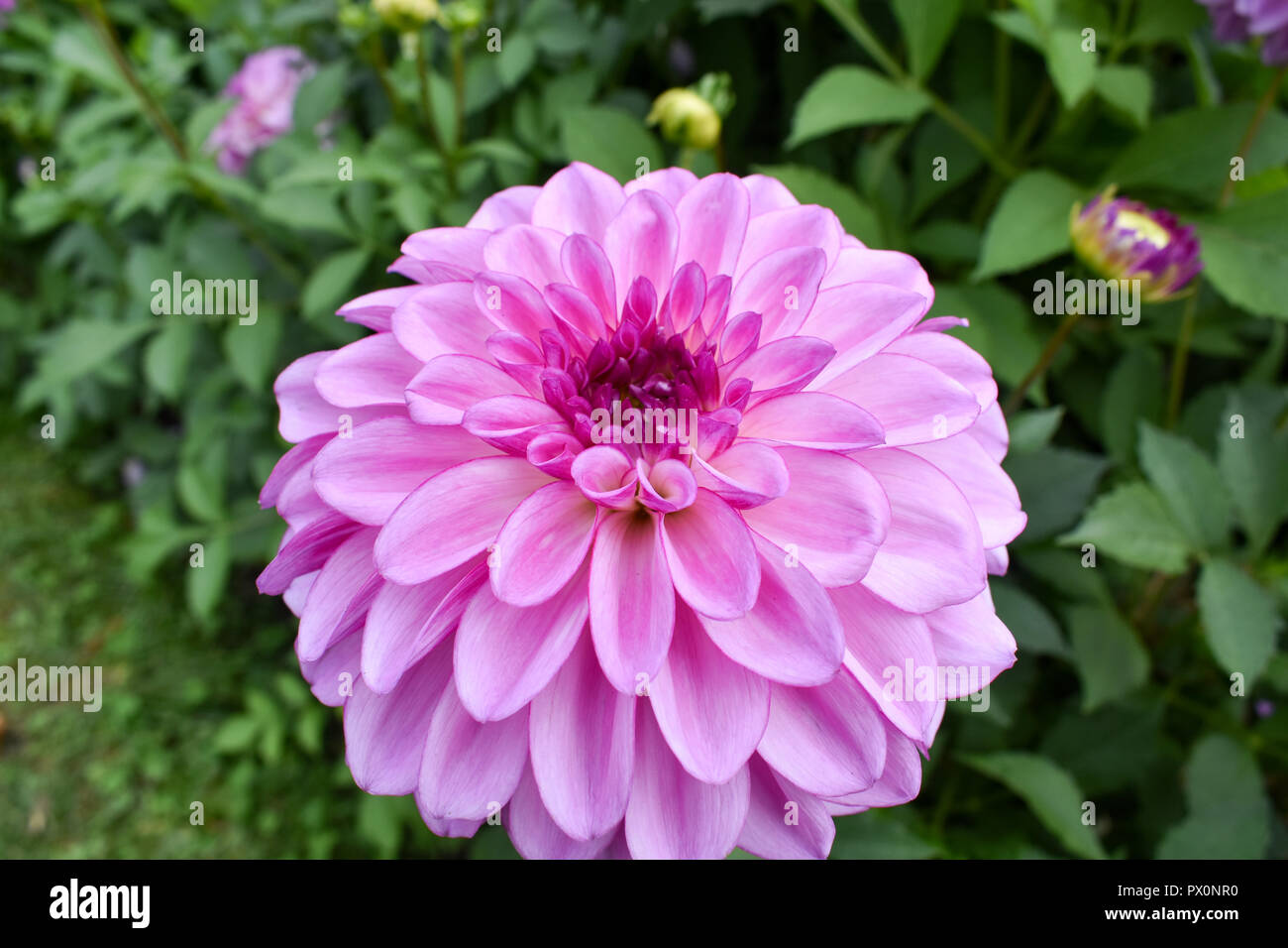 Coloratissimo Fiore Dahlia Foto Stock