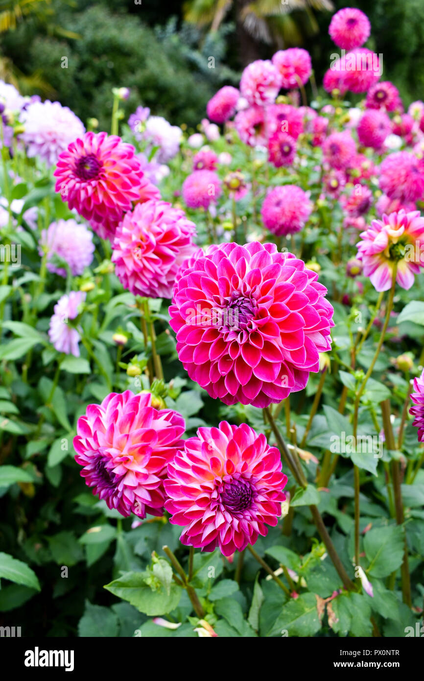 Coloratissimo Fiore Dahlia Foto Stock