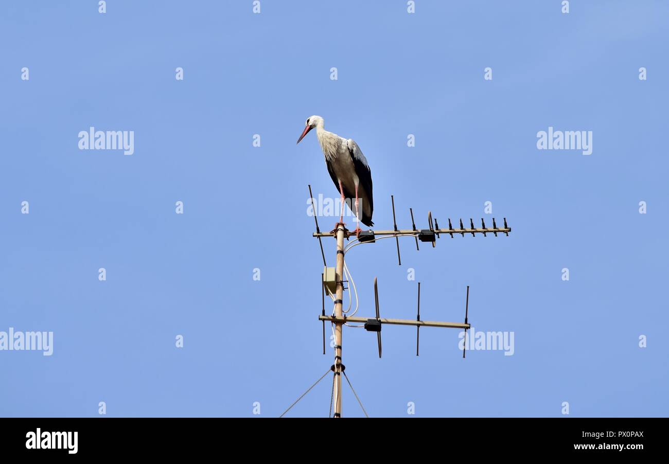 Cicogna bianca, Ciconia ciconia, migrazione oltre le isole maltesi, piano di appoggio e di bilanciamento sulla TV antenna, antenna, trasmettitore, urban bird natura Foto Stock