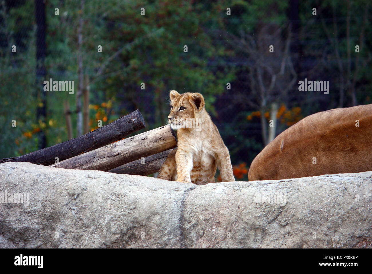 Lion cub in appoggio sul big stone Foto Stock
