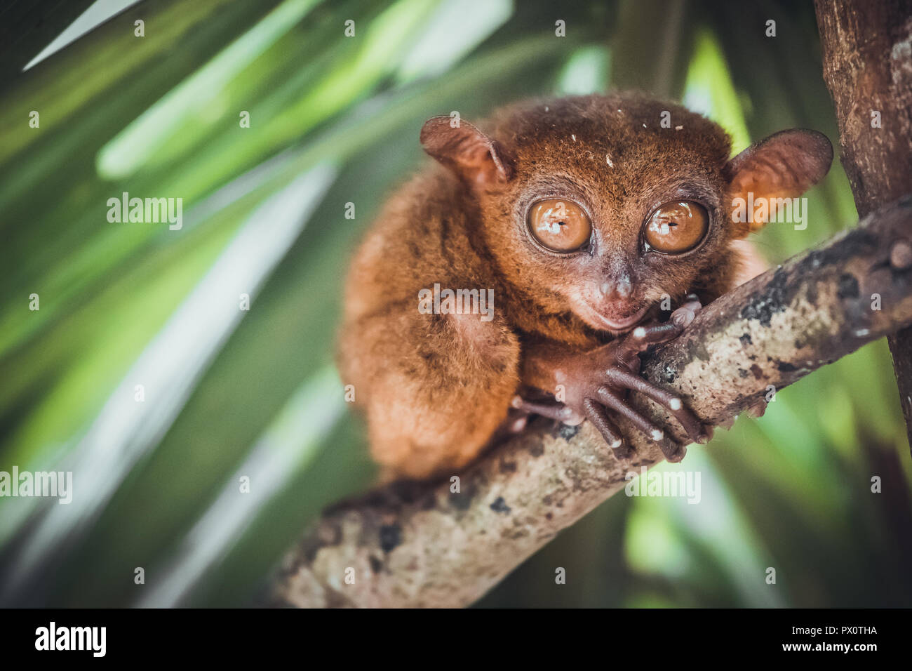 Tarsier minacciate in Bohol Tarsier santuario, Cebu, Filippine. Carino Tarsius scimmia con grandi occhi seduto su un ramo con foglie verdi. Il più piccolo primate Carlito syrichta in natura. Foto Stock