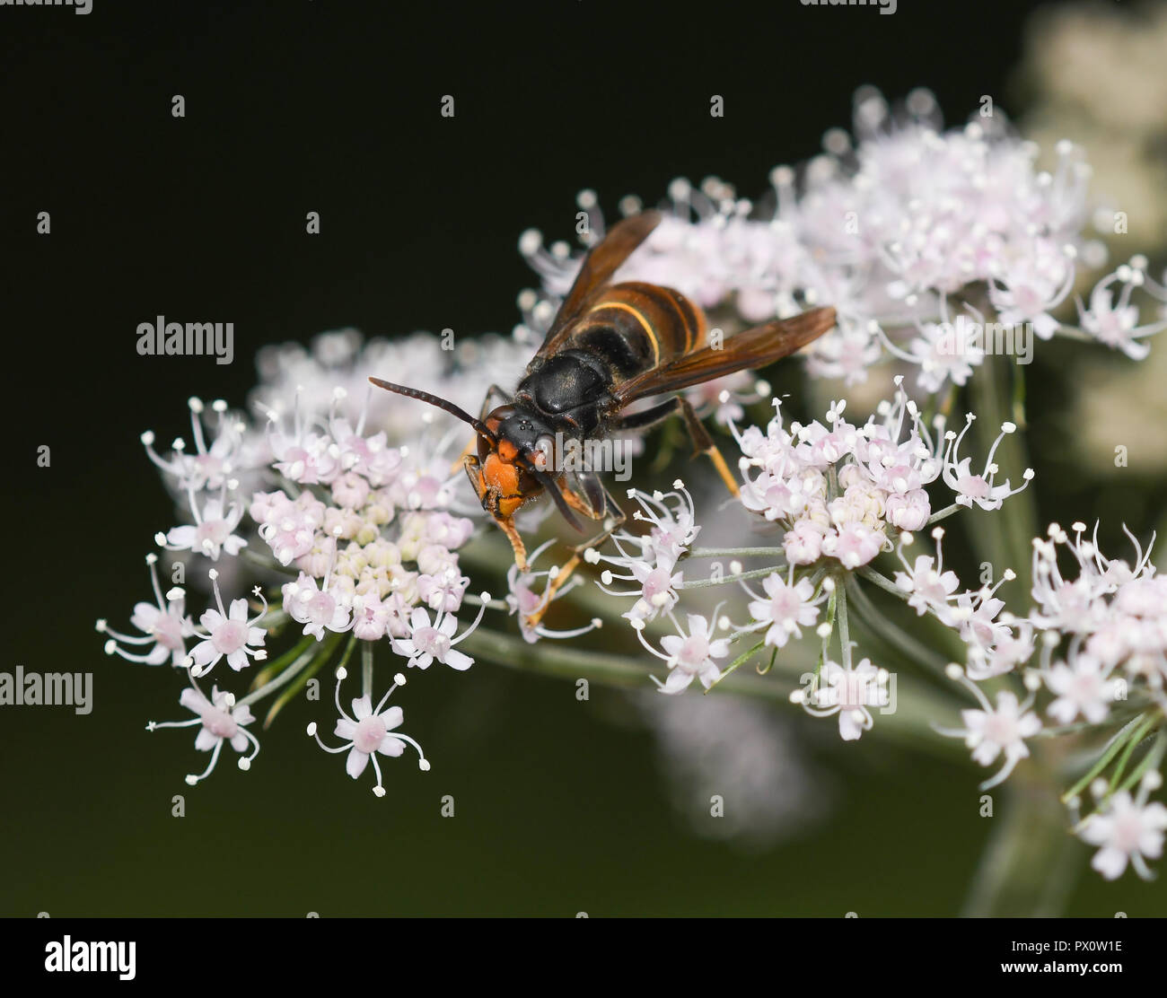 Asian hornet alimentando i fiori di angelica Foto Stock