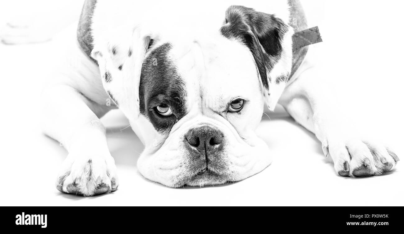 Cane Boxer guardando direttamente alla testa della telecamera sul piano di studio Foto Stock