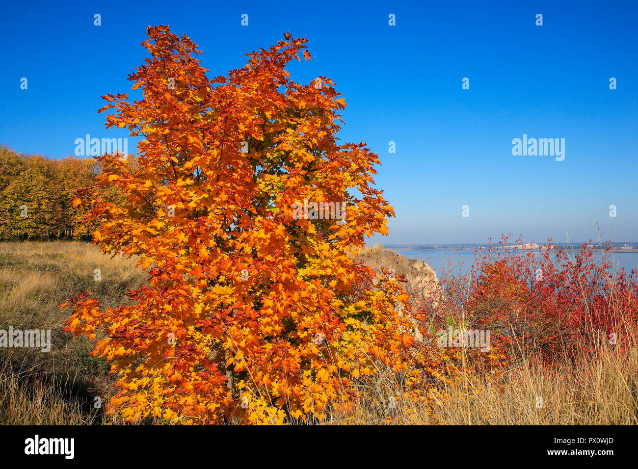 Incredibilmente autunno magnifico paesaggio forestale Foto Stock