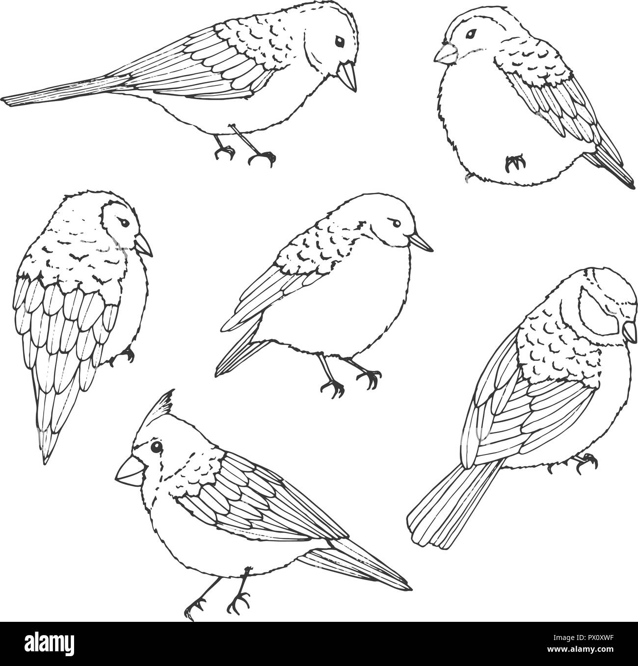 Disegnato a mano uccelli vettore riga set d'arte. Carino poco creature isolati su sfondo bianco. I contorni della fauna selvatica. Illustrazione Vettoriale