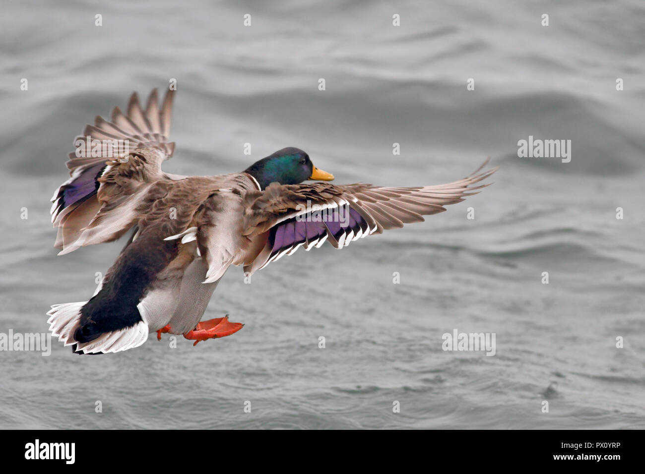 Anatra selvatica di atterraggio sulla foce del fiume Douro Foto Stock