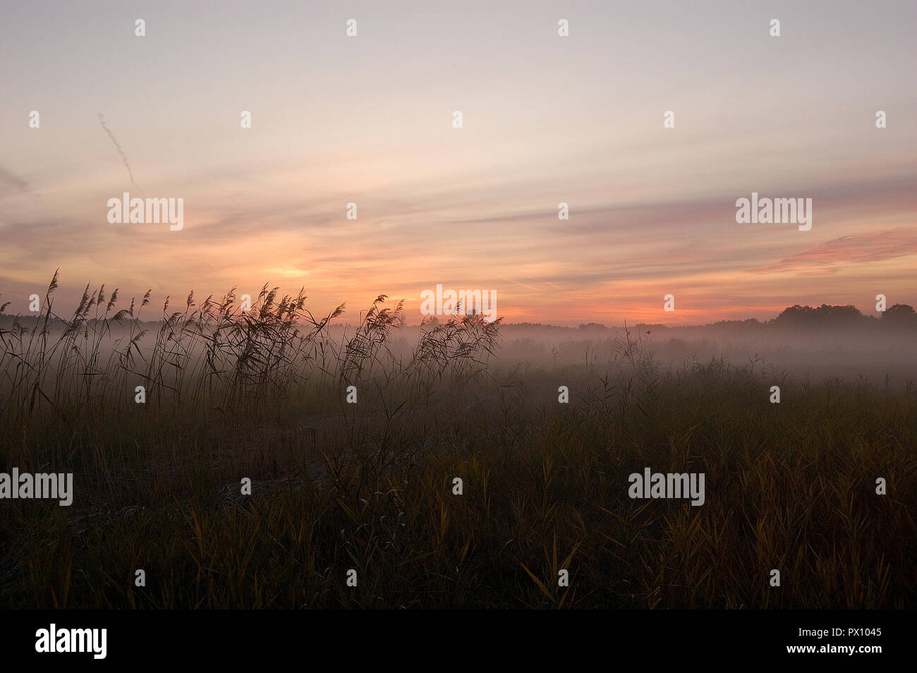 Ance nella nebbia illuminata dalla luce del sole che tramonta sullo sfondo della foresta in ottobre in Polonia in un parco paesaggistico. Foto Stock