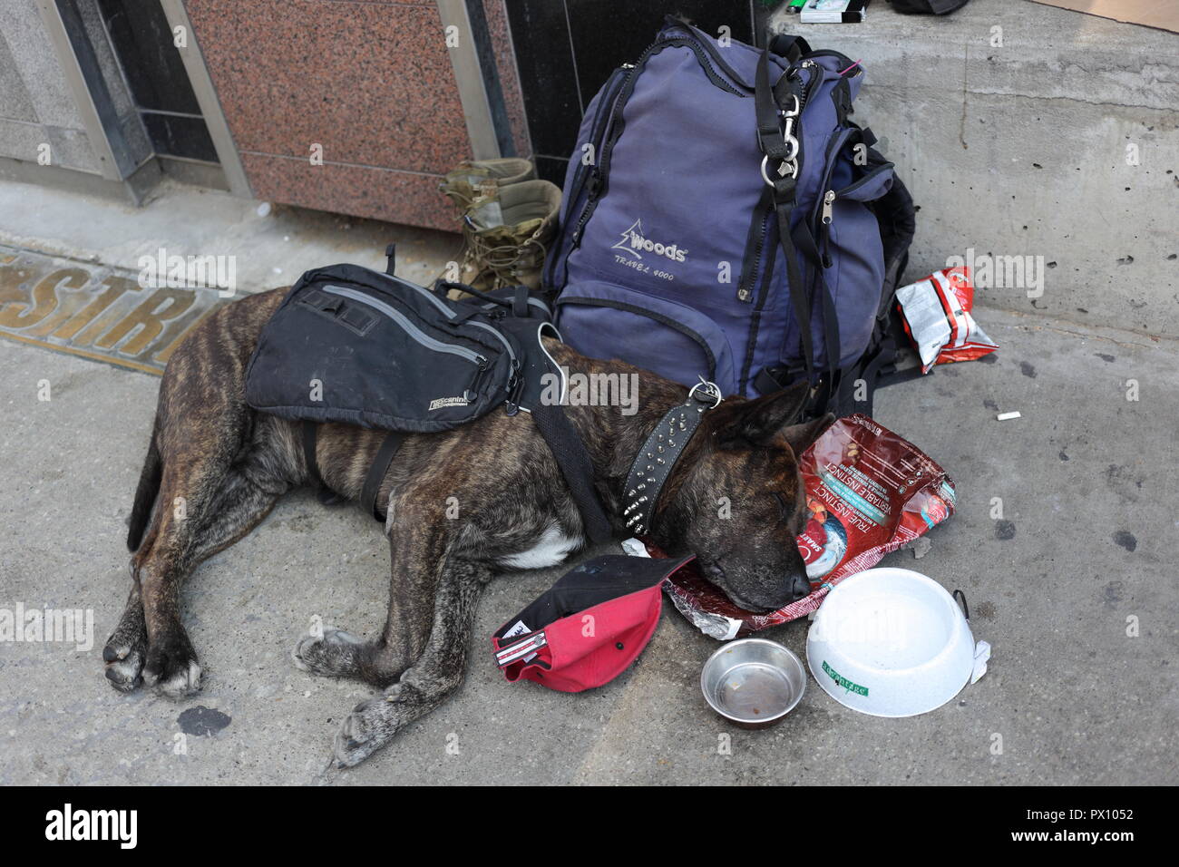 Cane di persona senza dimora prendendo un pisolino sul proprietario di beni sul marciapiede. Toronto, Ontario, Canada. Foto Stock
