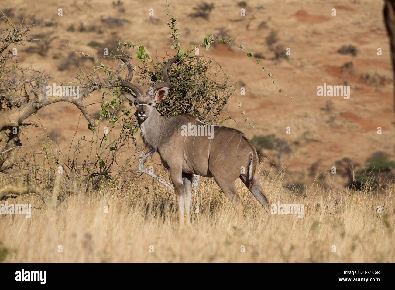 Una maggiore kudu Tragelaphus strepsiceros Lewa Wildlife Conservancy Kenya Foto Stock