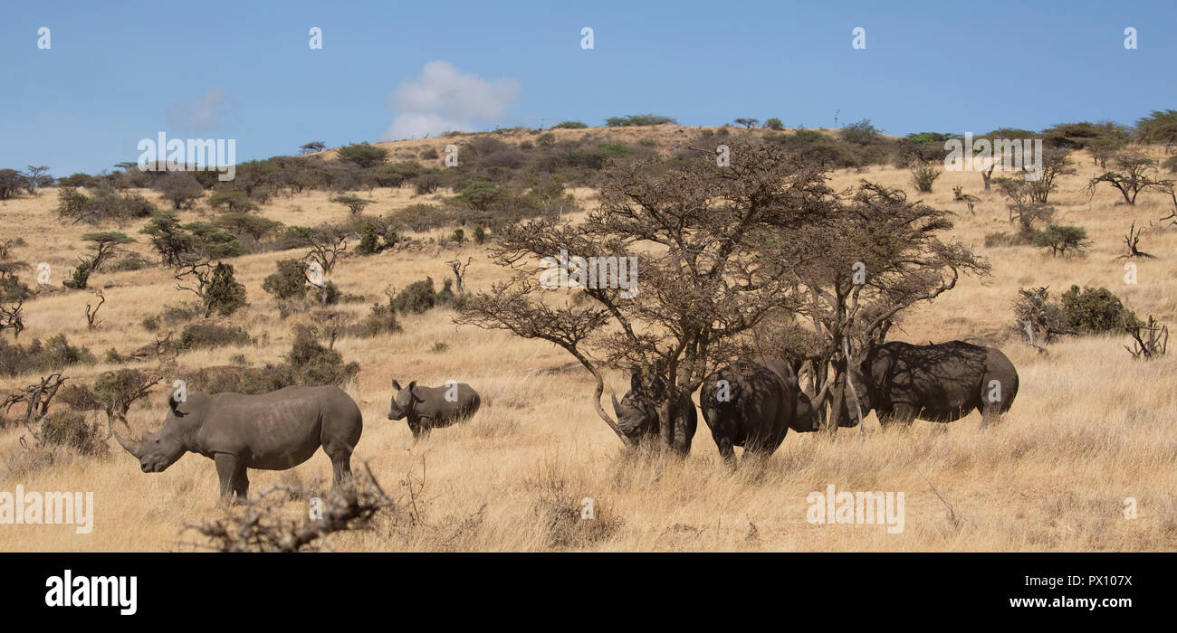 Allevamento di cinque rinoceronte bianco del sud o sud della piazza con labbro di rinoceronti Ceratotherium simum simum Lewa Conservancy Kenya Foto Stock