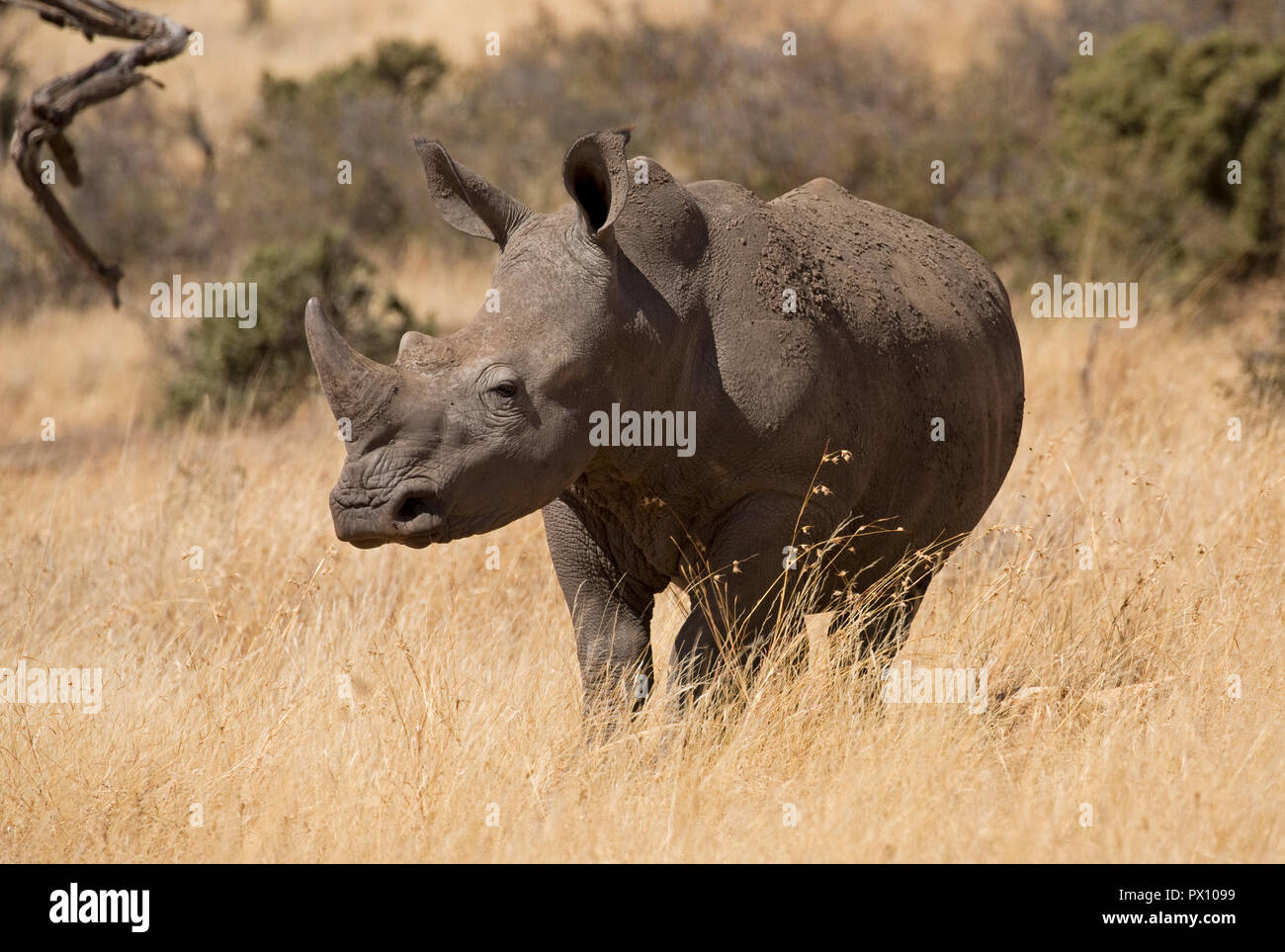Un rinoceronte bianco del sud o sud della piazza con labbro di rinoceronti Ceratotherium simum simum Lewa Conservancy Kenya Foto Stock