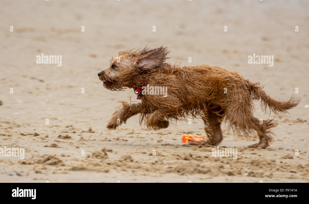 Cane bagnato in esecuzione in spiaggia Foto Stock