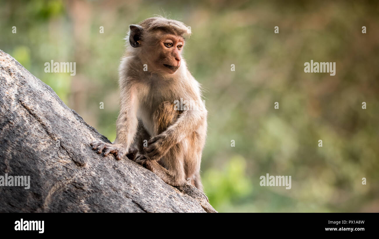 La toque macaque Macaca sinica è di colore rosso-marrone colorata di scimmia del Vecchio Mondo endemica in Sri Lanka, dove è noto come il rilewa rilawa o. Foto Stock