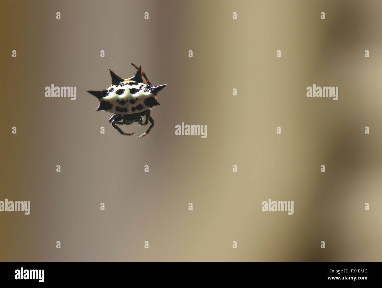 Primo piano di un ragno Gasteracantha con punte sulla sua schiena Foto Stock