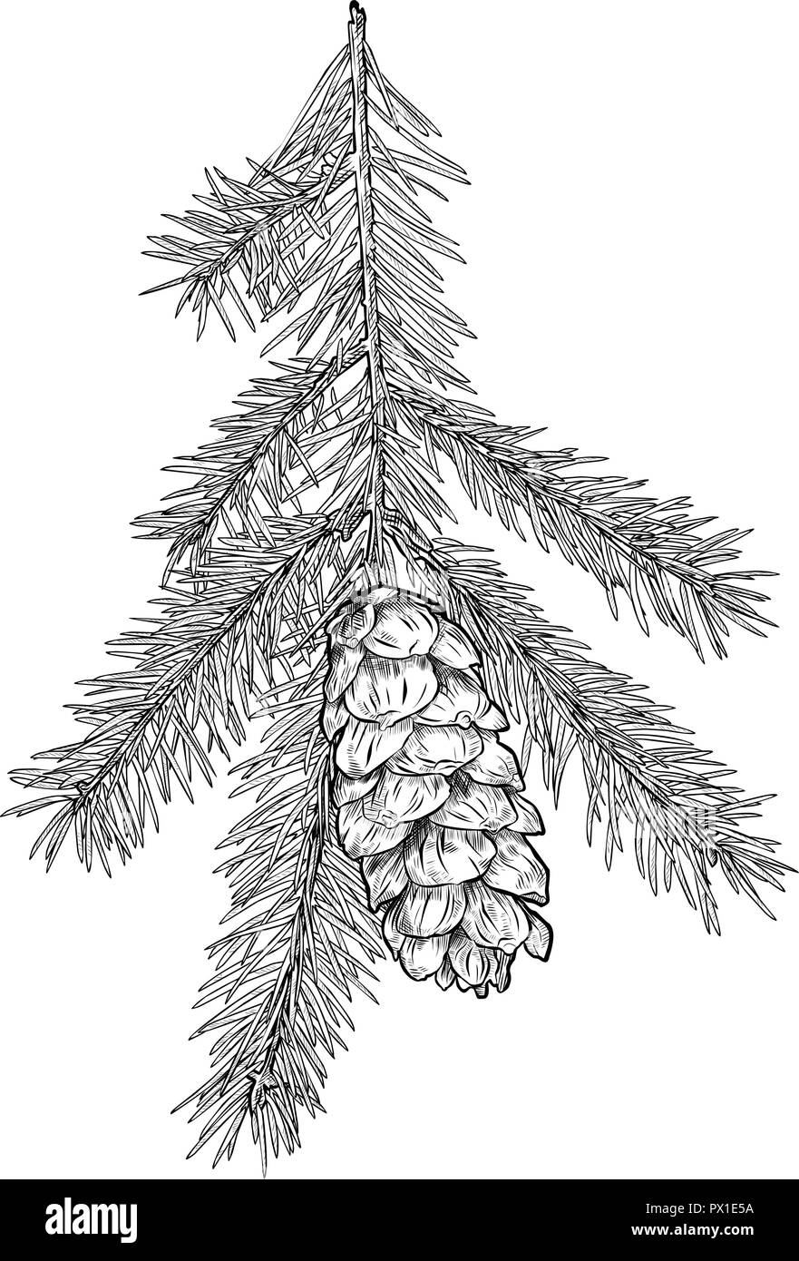Disegnata a mano abete del ramo con cono isolato su sfondo bianco. Illustrazione Vettoriale