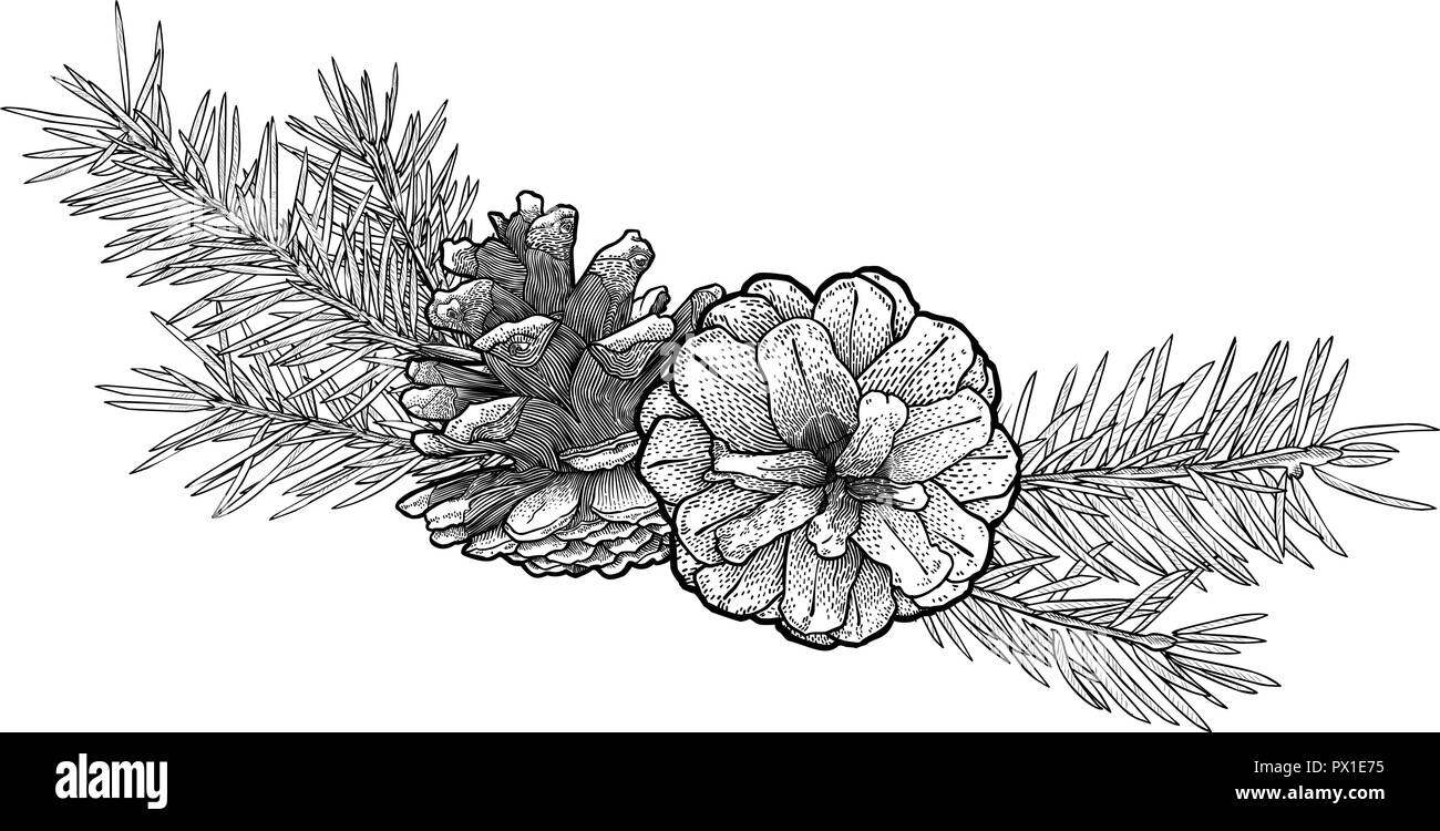 Disegnata a mano abete del ramo con cono isolato su sfondo bianco. Illustrazione Vettoriale