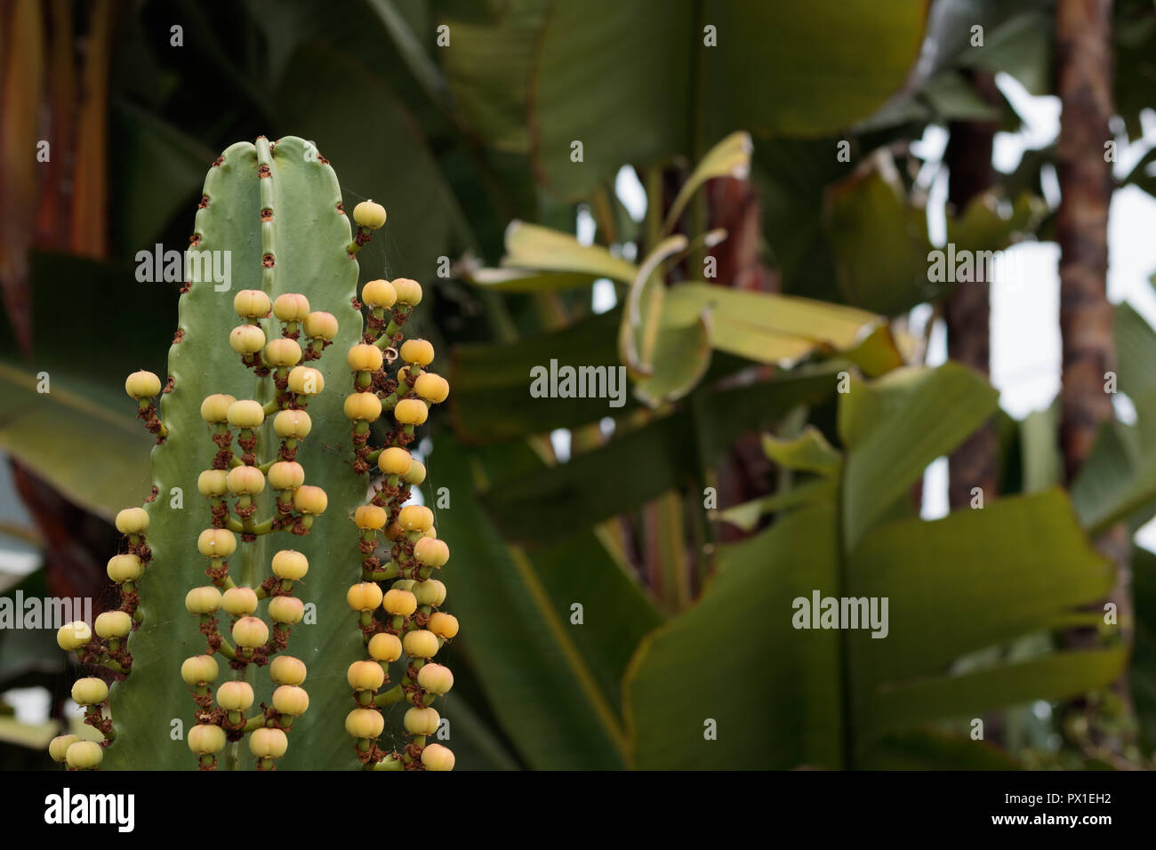 Close-up di un alto ornamentale decorativo succulente verde con fiore giallo fiori a sfera in estate Foto Stock