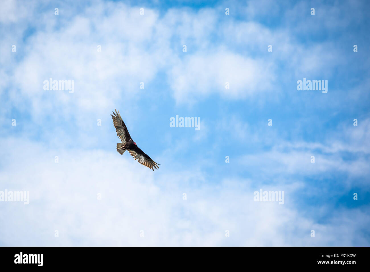 Uccelli rapaci battenti vulture nel cielo blu Foto Stock