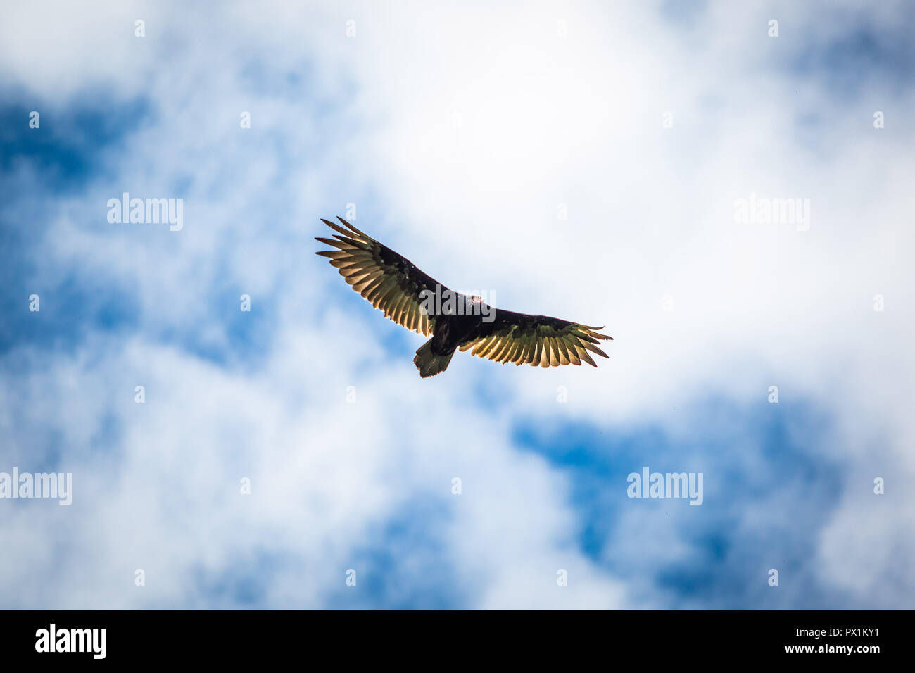 Uccelli rapaci battenti vulture nel cielo blu Foto Stock