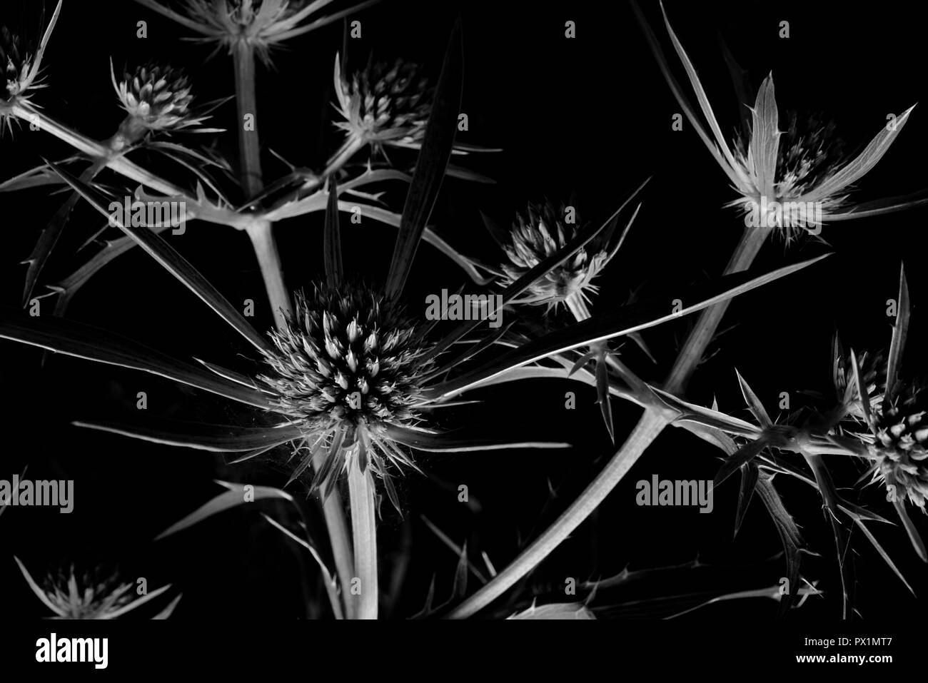 Fiori di montagna fiori Foto Stock