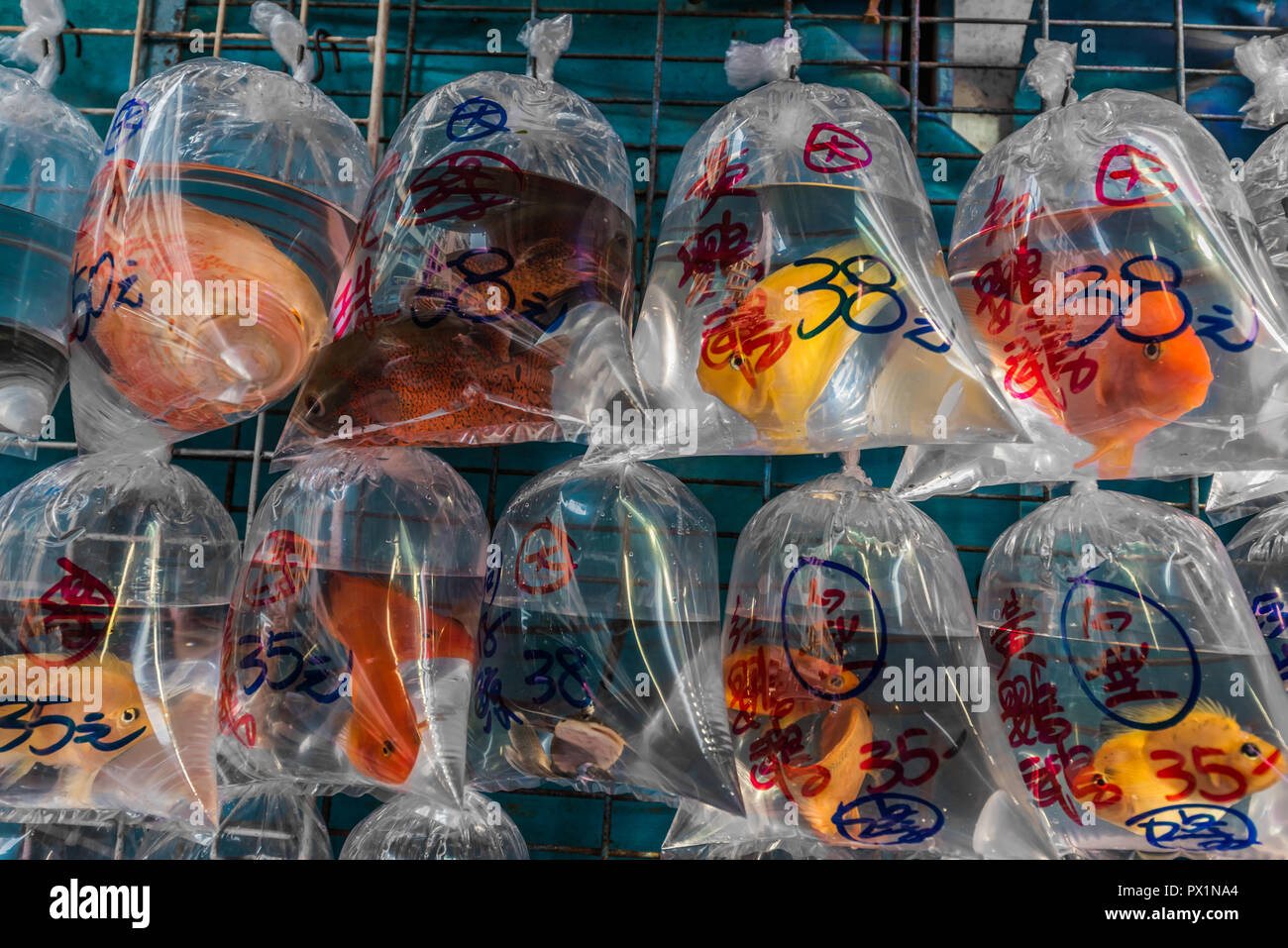 Goldfish Market Mong Kok in Kowloon Hong Kong Foto Stock