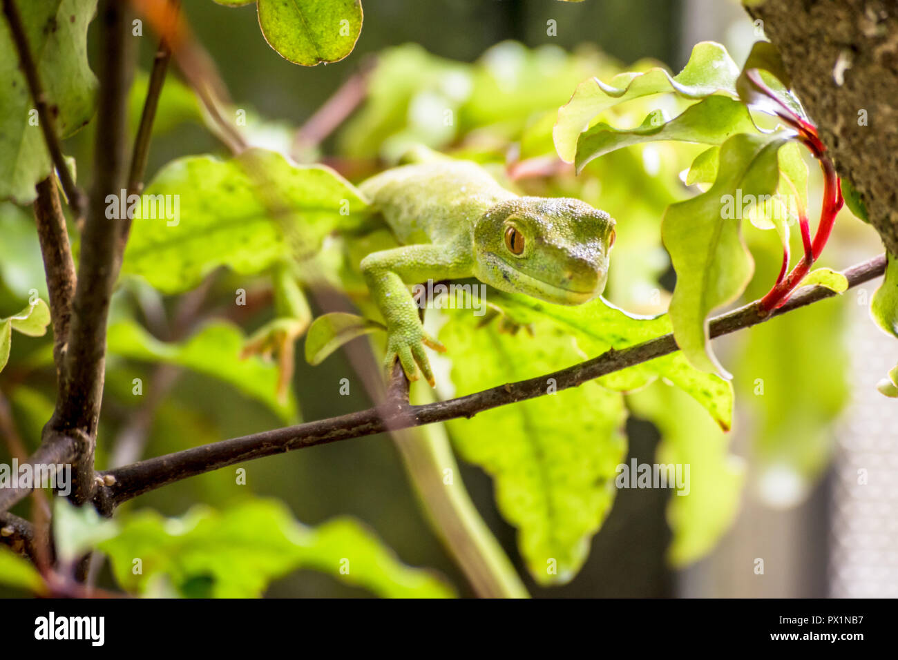Un colpo di un nativo della Nuova Zelanda gecko verde Foto Stock
