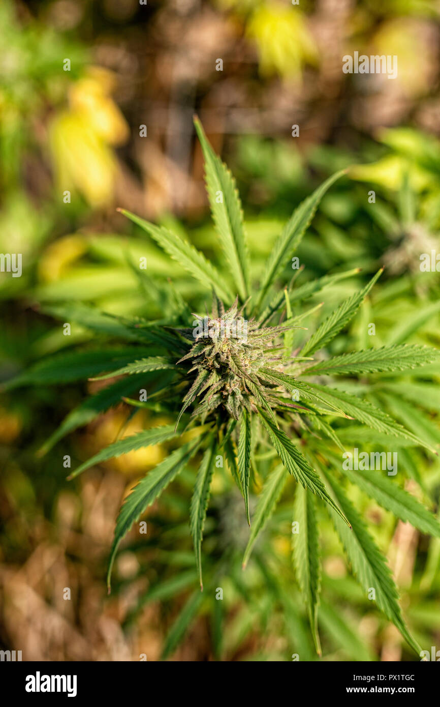 Un bocciolo di cannabis nel tardo pomeriggio di sole caduta in corrispondenza di una crescita esterna op. Foto Stock