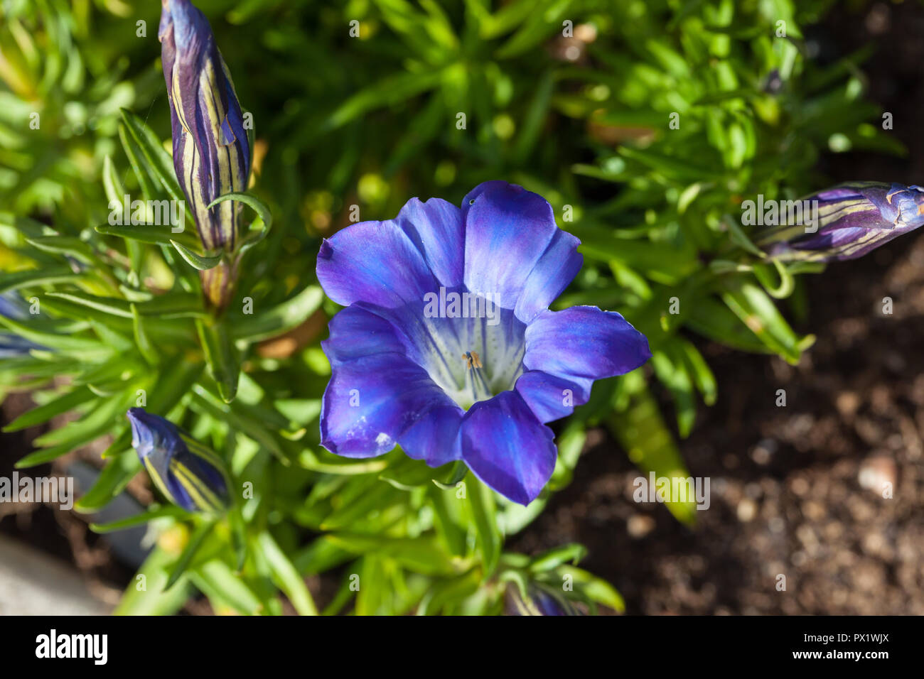 "Blu" di seta cinese appariscente genziana, Höstgentiana (Gentiana sino-ornata) Foto Stock