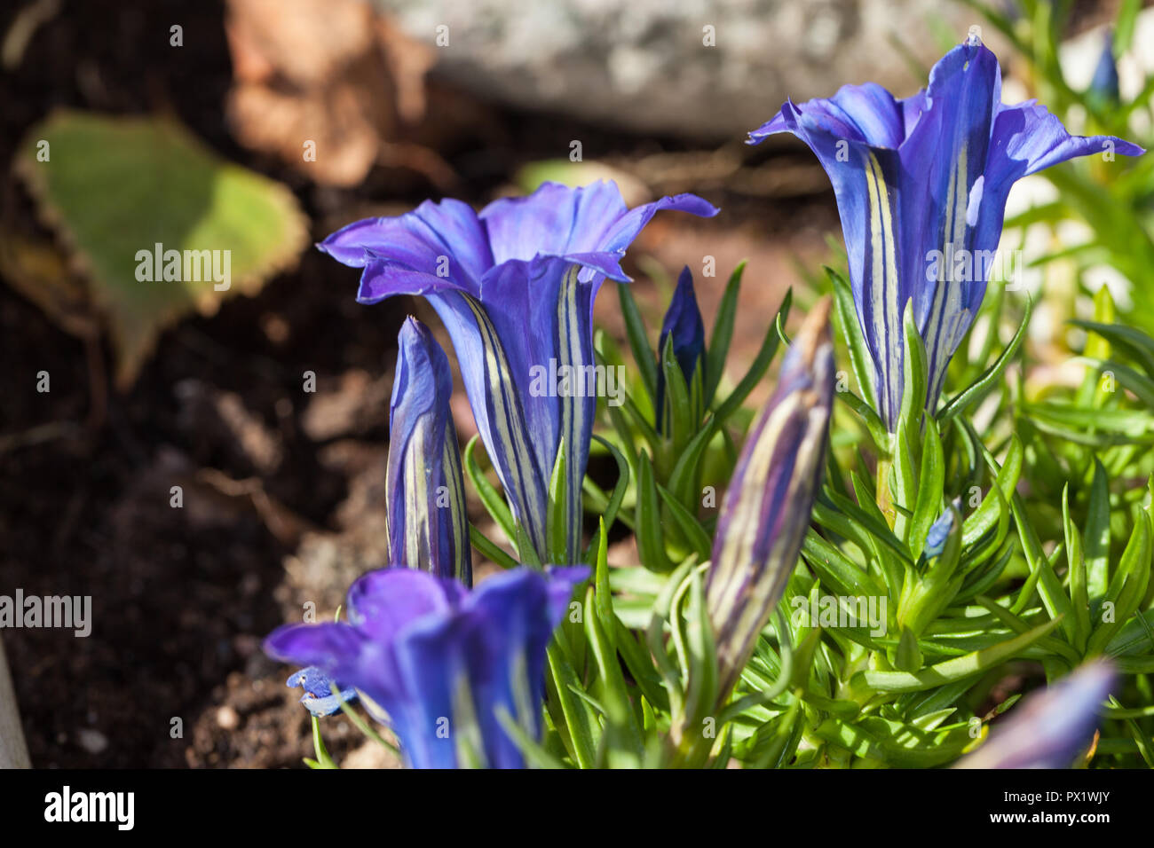 "Blu" di seta cinese appariscente genziana, Höstgentiana (Gentiana sino-ornata) Foto Stock
