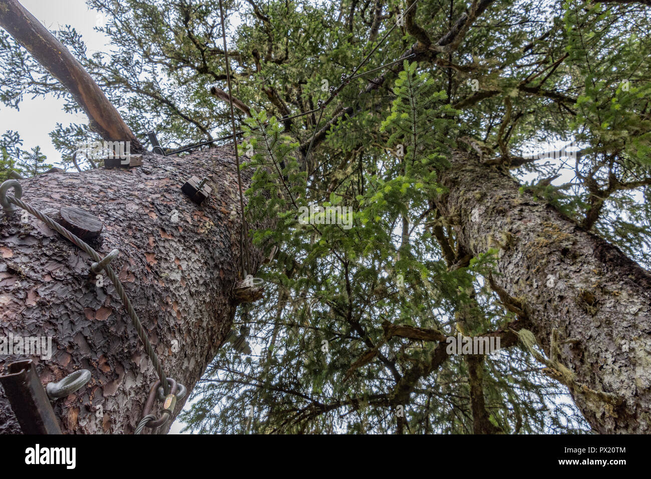 Fratello Albero Foto Stock