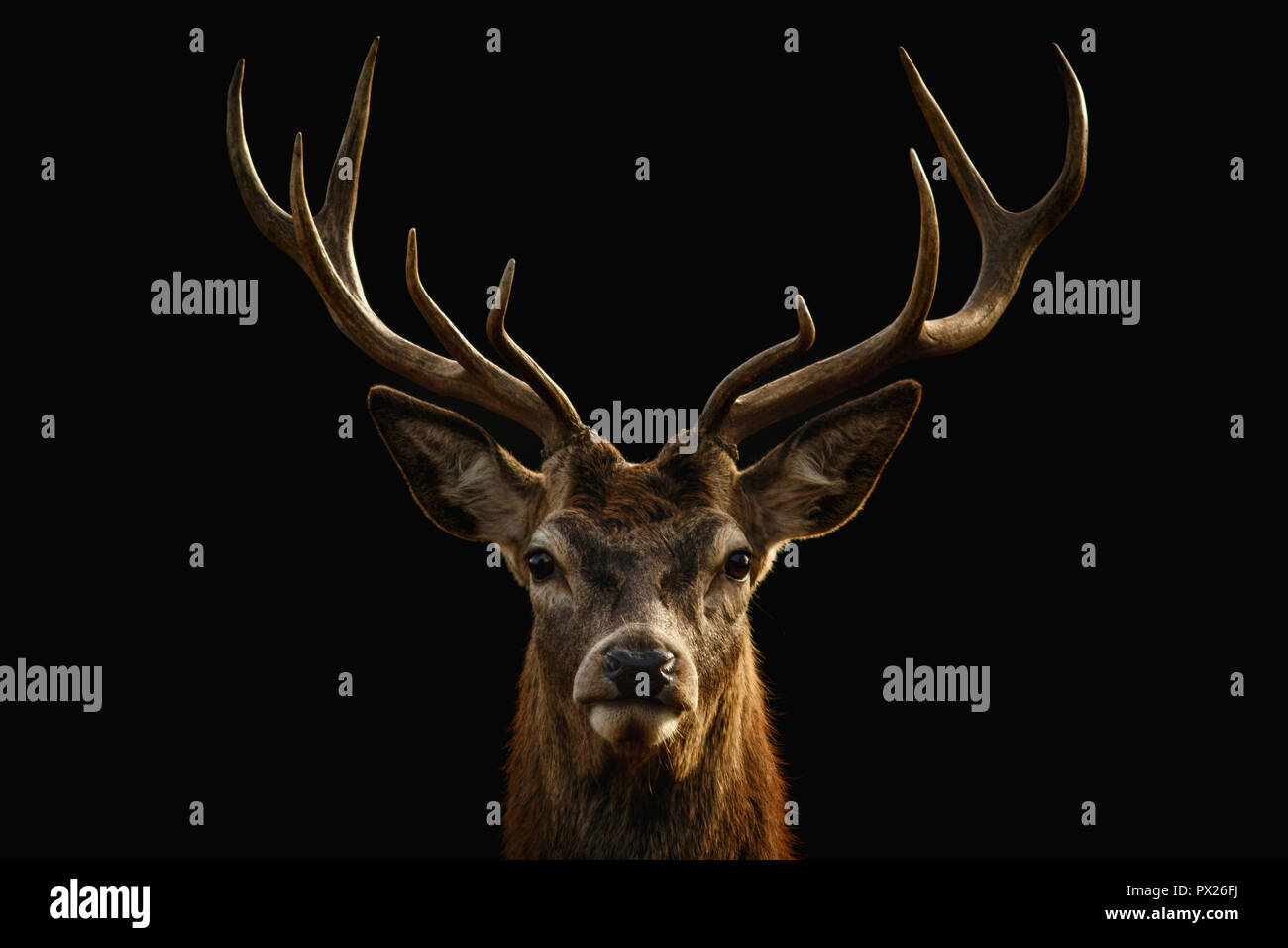 Red Deer ritratto su sfondo nero. Foto Stock