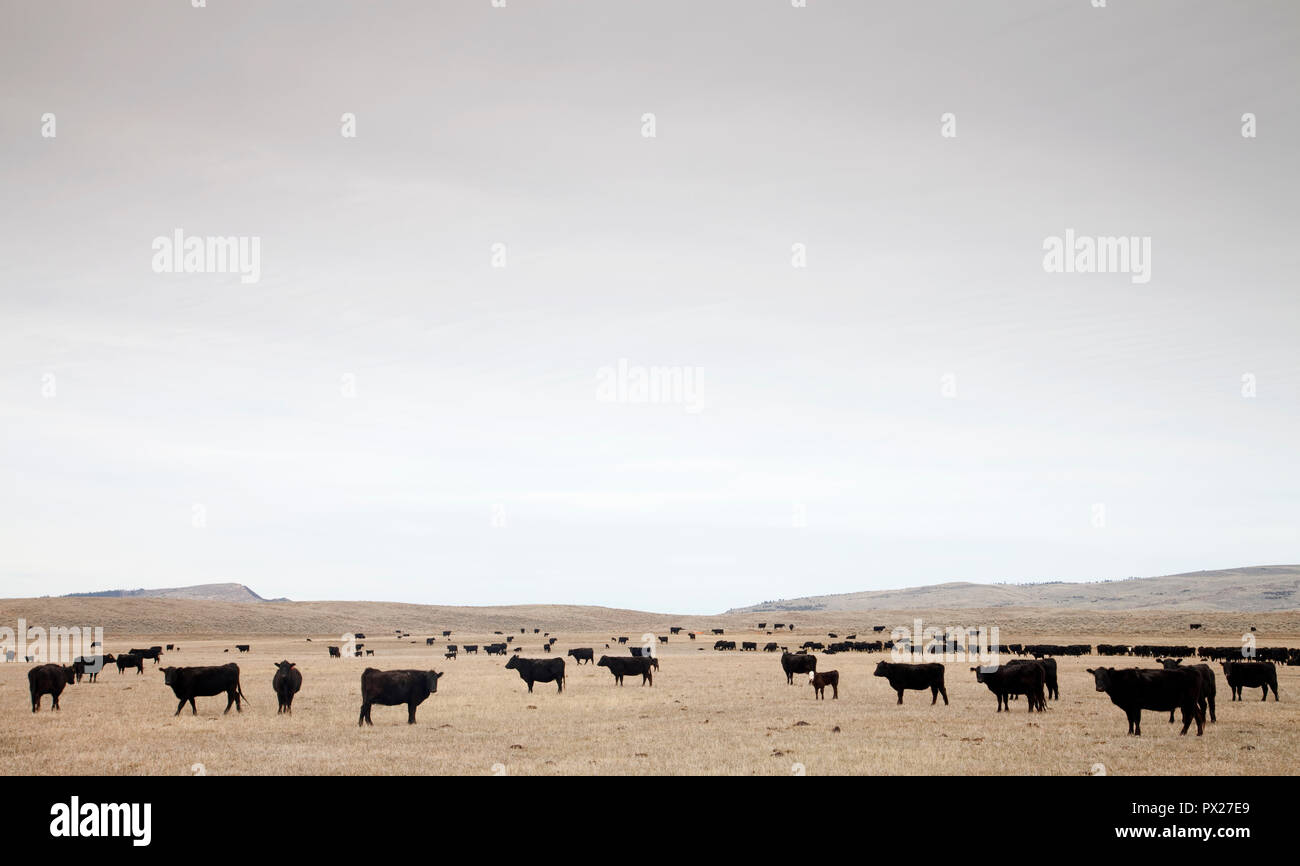 Vacche su ranch di bestiame nelle zone rurali del Wyoming, STATI UNITI D'AMERICA Foto Stock