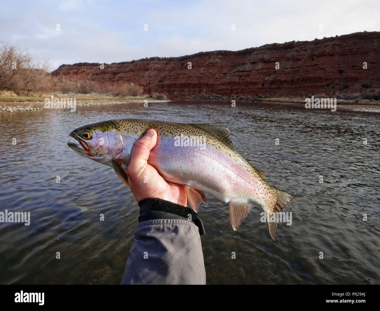 La trota arcobaleno catturati durante la pesca con la mosca. Foto Stock