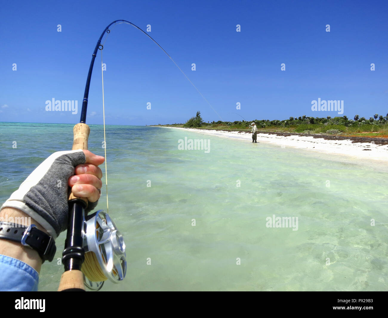 Pesca a Mosca per bonefish in Bahamas Foto Stock