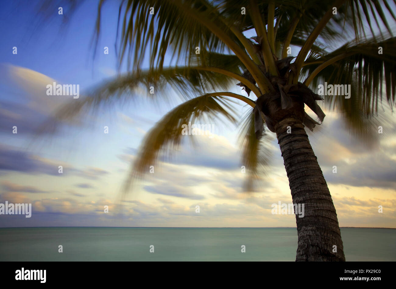 Coconut Palm tree al tramonto in Abaco, Bahamas Foto Stock