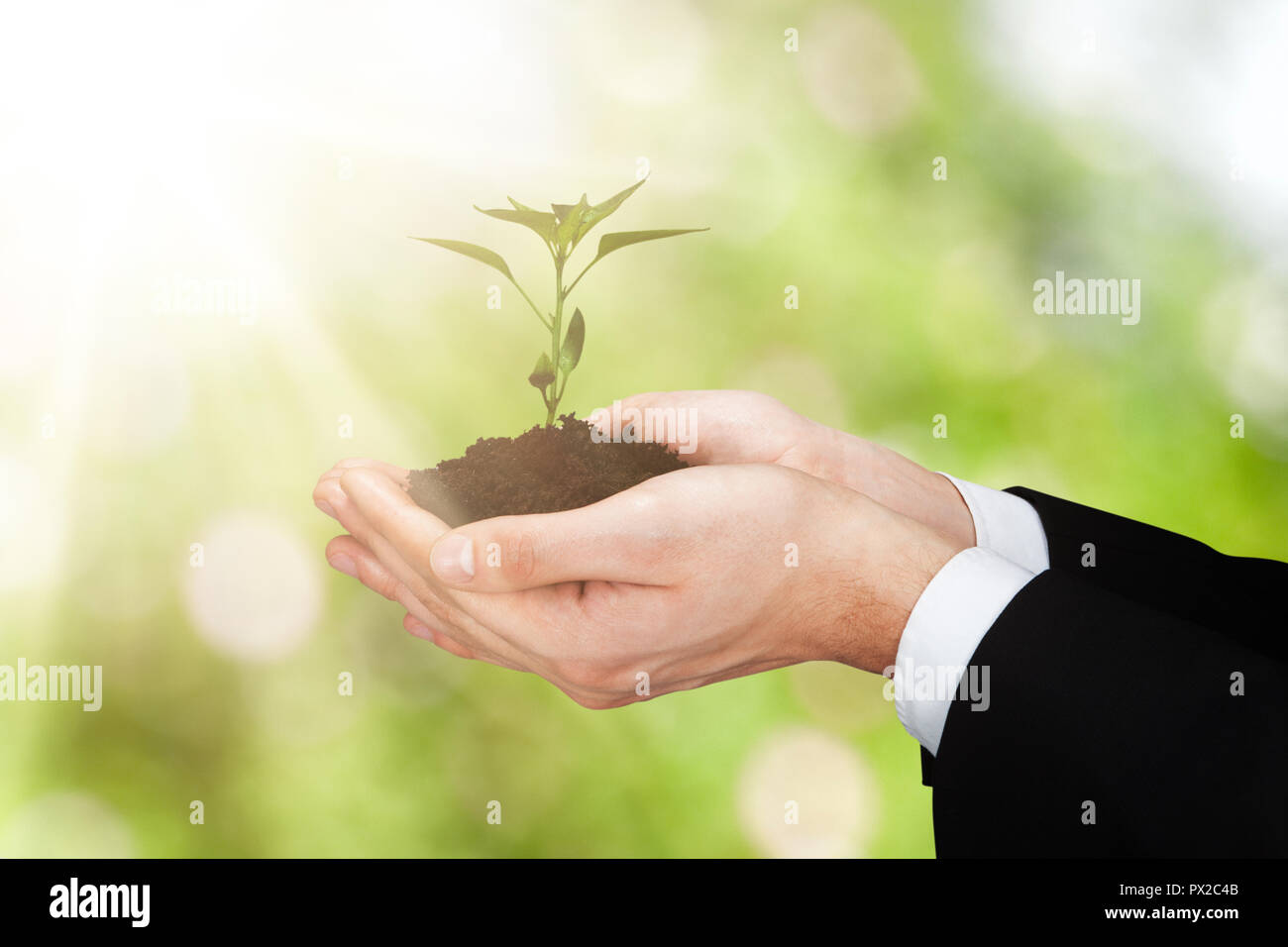Close-up di mano di una persona azienda piccola pianta con il terreno Foto Stock