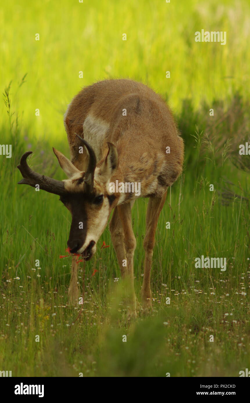 Pronghorn Antelope Buck Foto Stock