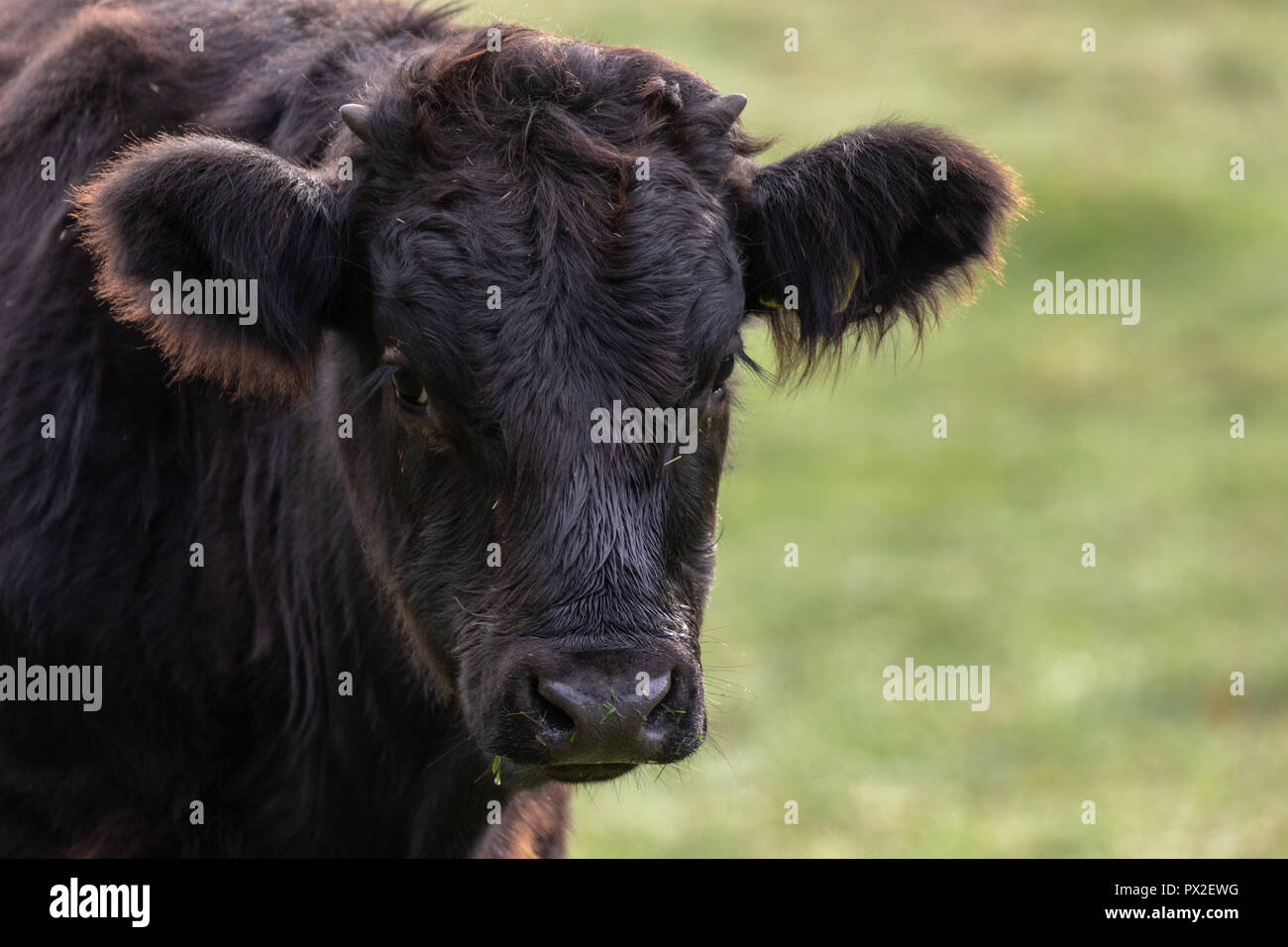 Angus il pascolo di bestiame in pascolo su una mattina autunnale Foto Stock